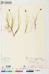 Carex maritima image