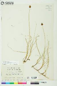 Carex maritima image