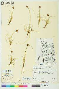 Carex maritima image