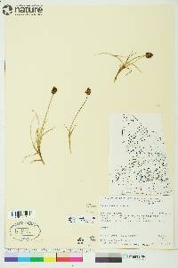 Carex maritima image