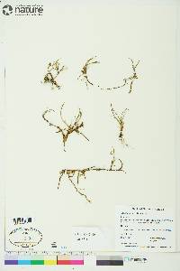 Carex maritima image