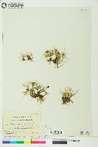 Carex maritima image