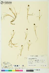 Carex maritima image