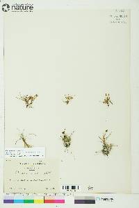 Carex maritima image