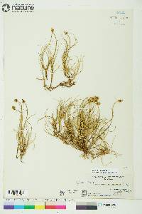 Carex maritima image