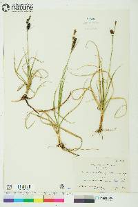 Carex membranacea image