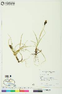 Carex membranacea image