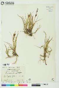 Carex membranacea image