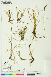 Carex membranacea image