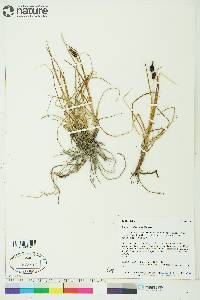 Carex membranacea image