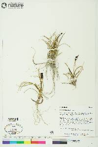 Carex membranacea image