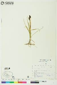 Carex membranacea image