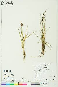 Carex membranacea image