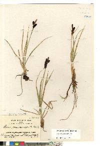 Carex membranacea image