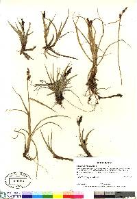 Carex membranacea image