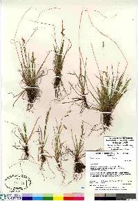 Carex krausei image