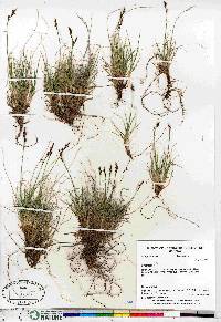 Carex glacialis image