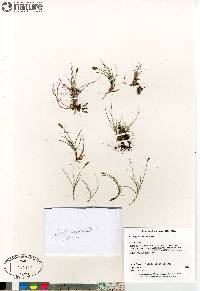 Carex gynocrates image