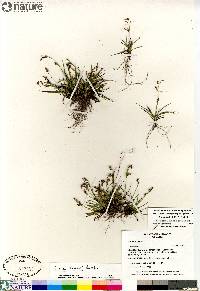 Carex krausei image