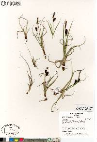 Carex membranacea image