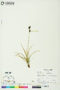 Carex membranacea image