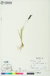 Carex membranacea image