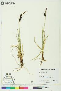 Carex membranacea image