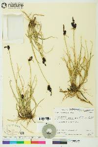 Carex membranacea image