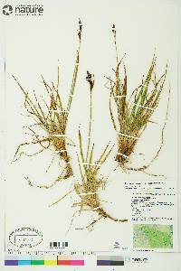 Carex microchaeta subsp. microchaeta image