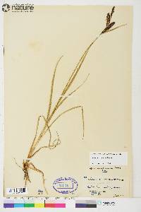 Carex membranacea image