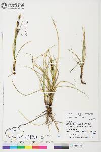 Carex membranacea image