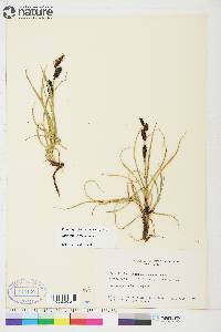 Carex membranacea image