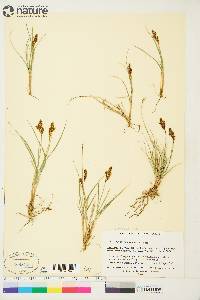 Carex phaeocephala image