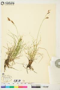 Carex petricosa var. petricosa image