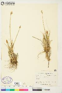 Carex phaeocephala image