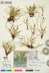 Carex norvegica image