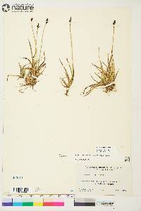 Carex norvegica image