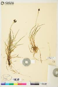 Carex norvegica image