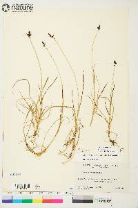 Carex norvegica image