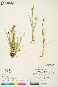 Carex norvegica image