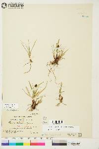 Carex norvegica image