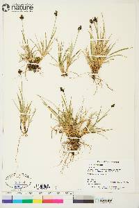 Carex norvegica image