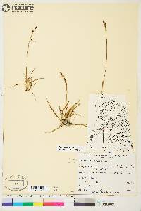 Carex rariflora image