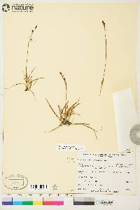 Carex rariflora image