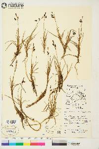 Carex rariflora image