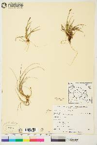 Carex rariflora image