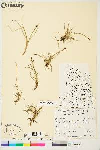 Carex rariflora image