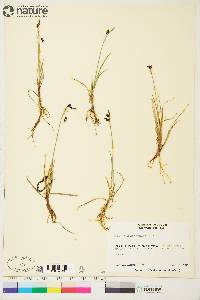 Carex rariflora image