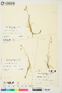 Carex rariflora image