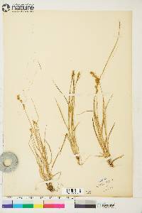 Carex praticola image